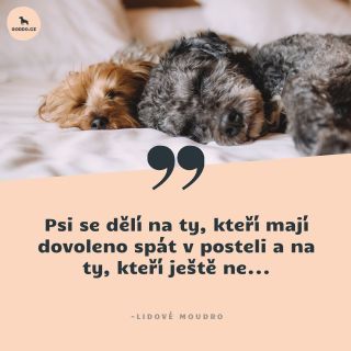 Jestli chlupáč do postele patří nebo ne, to je věčné a vděčné téma…Dejte nám vědět do komentářů, jak to máte vy a případně...